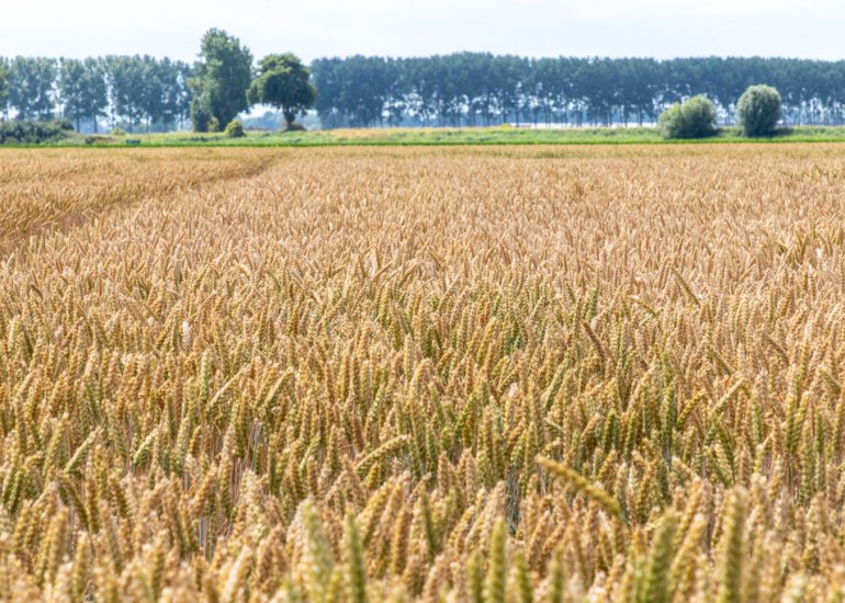  Jacobus de Waalstraat - kavel 4, Lamswaarde