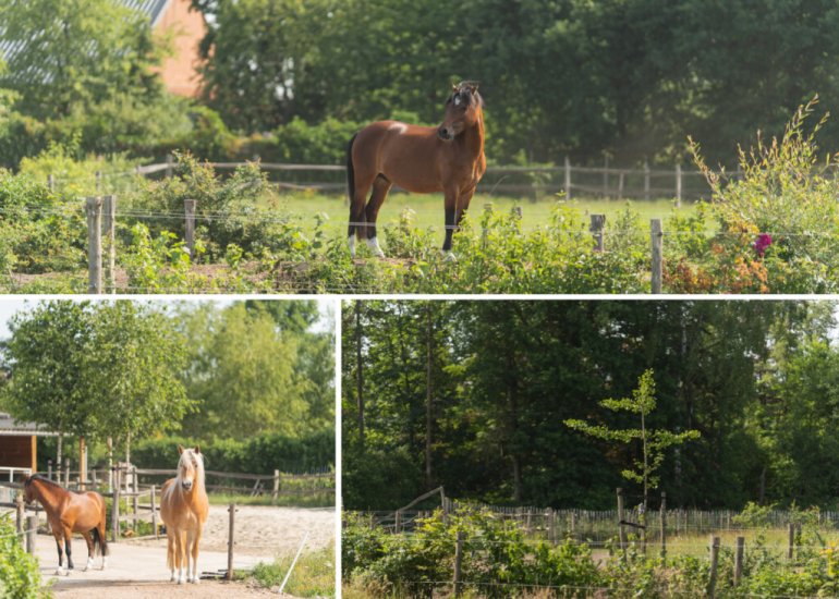  Julianastraat 81, Heikant