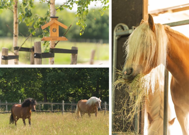  Julianastraat 81, Heikant