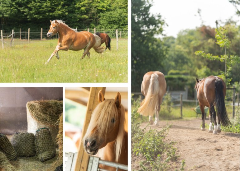  Julianastraat 81, Heikant