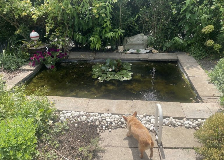  Langs de Kreek 37, Terneuzen