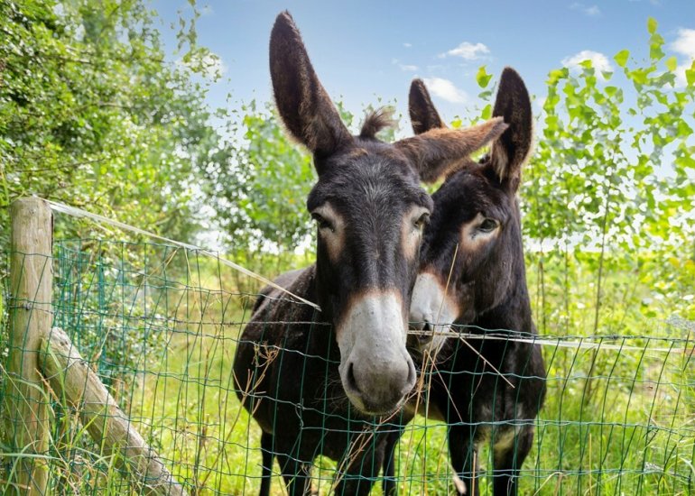  Steenhovensedijk 17, Waterlandkerkje