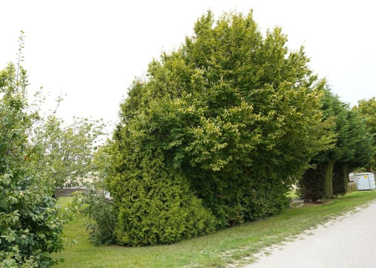 Ter Moere 4, Nieuwvliet