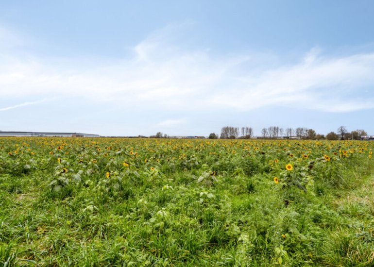  Elzenstraat 4, Sint Jansteen