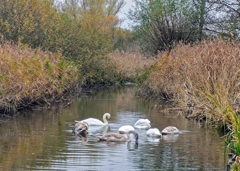  Klapstraat 37, Koewacht