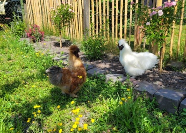  Eikenlaan 75, Koewacht