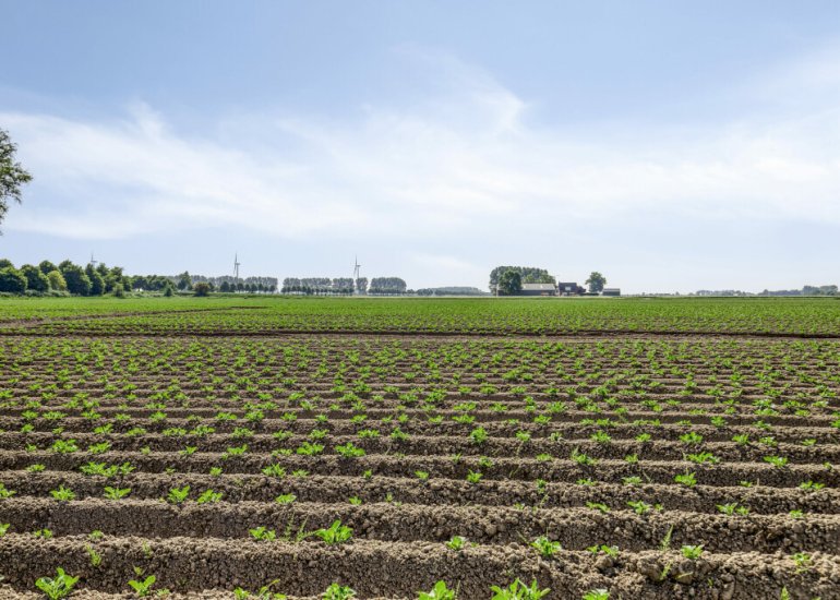  Sasput 5, Schoondijke