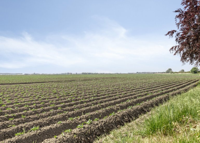  Sasput 5, Schoondijke